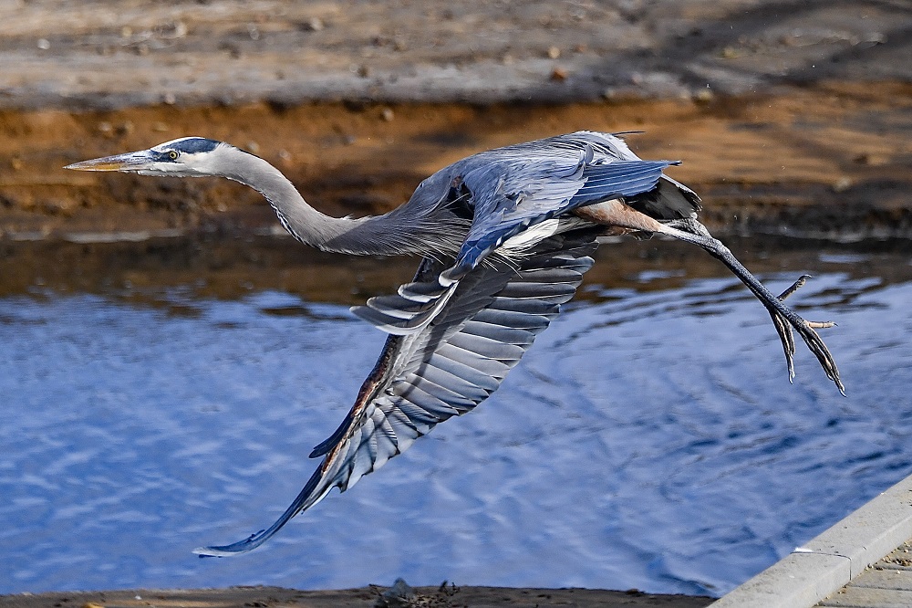 Sun Photo A00042 Great Blue Heron near Del Mar CA